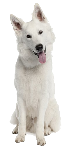 sa dog trainers white shepherd